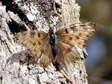 An Old Large Tortoiseshell (Nymphalis polychloros) - Castel de Cantobre G&icirc;tes, Aveyron, France