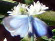 Holly Blue (Celastrina argiolus) - Castel de Cantobre G&icirc;tes, Aveyron, France