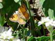 Gatekeeper (Pyronia tithonus) - Castel de Cantobre G&icirc;tes, Aveyron, France