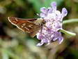 Silver-spotted Skipper (Hesperia comma) - Castel de Cantobre G&icirc;tes, Aveyron, France