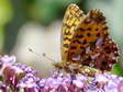 Weaver&rsquo;s Fritillary or Violet Fritillary (Clossiana dia) - Castel de Cantobre G&icirc;tes, Aveyron, France