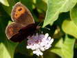Autumn Ringlet (Erebia neoridas) - Castel de Cantobre G&icirc;tes, Aveyron, France