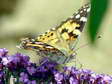 Painted Lady (Cynthia cardui) - Castel de Cantobre G&icirc;tes, Aveyron, France