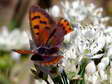 Small or Common copper (Lycaena phlaeas) - Castel de Cantobre G&icirc;tes, Aveyron, France