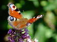 Peacock (Inachis io) - Castel de Cantobre G&icirc;tes, Aveyron, France