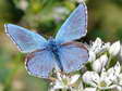 Adonis Blue (Polyommatus bellargus) - Castel de Cantobre G&icirc;tes, Aveyron, France