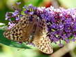 Silver Washed Fritillary (Argynnis paphia) - Castel de Cantobre G&icirc;tes, Aveyron, France
