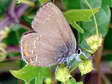 Sloe Hairstreak (Satyrium acaciae) - Castel de Cantobre G&icirc;tes, Aveyron, France