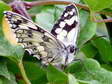Marbled White (Melanargia galathea) - Castel de Cantobre G&icirc;tes, Aveyron, France