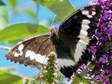 Great Banded Grayling (Kanetisa circe) - Castel de Cantobre G&icirc;tes, Aveyron, France