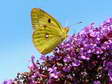 Female Clouded Yellow (Colias croceus - f.helice) - Castel de Cantobre G&icirc;tes, Aveyron, France
