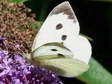 Large White (Pieris brassicae) - Castel de Cantobre G&icirc;tes, Aveyron, France