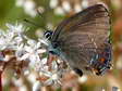 Ilex Hairstreak (Satyrium ilicis) - Castel de Cantobre G&icirc;tes, Aveyron, France
