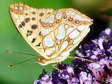 Queen of Spain Fritillary (Issoria lathonia) - Castel de Cantobre G&icirc;tes, Aveyron, France