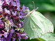 Brimstone (Gonepteryx rhamni) - Castel de Cantobre G&icirc;tes, Aveyron, France