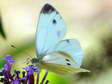 Female Green Veined White (Artogeia napi) - Castel de Cantobre G&icirc;tes, Aveyron, France