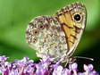 Wall Brown (Lasiommata megera) - Castel de Cantobre G&icirc;tes, Aveyron, France