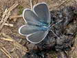 Small (Little) Blue (Cupido minimus) - Castel de Cantobre G&icirc;tes, Aveyron, France