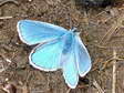 Common Blue (Polyommatus icarus) - Castel de Cantobre G&icirc;tes, Aveyron, France
