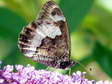 Woodland Grayling (Hipparchia fagi) - Castel de Cantobre G&icirc;tes, Aveyron, France