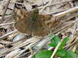 Dingy Skipper (Erynnis tages) - Castel de Cantobre G&icirc;tes, Aveyron, France