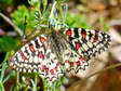 Spanish Festoon (Zerynthia rumina) - Castel de Cantobre G&icirc;tes, Aveyron, France