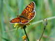 Heath Fritillary (Melitaea athalia) - Castel de Cantobre G&icirc;tes, Aveyron, France
