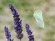 Female Cleopatra butterfly (Gonepteryx cleopatra) - Castel de Cantobre G&icirc;tes, Aveyron, France