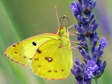 Female (Bergers/Pale/Common) Clouded Yellow - Life is too short to say which! (Colias alfacariensis/hyale/crocea) - Castel de Cantobre G&icirc;tes, Aveyron, France