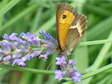 Spanish Gatekeeper (Pyronia bathseba) - Castel de Cantobre G&icirc;tes, Aveyron, France
