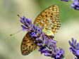 High Brown Fritillary (Argynnis adippe) - Castel de Cantobre G&icirc;tes, Aveyron, France