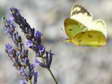 Female (Bergers/Pale/Common) Clouded Yellow - Life is too short to say which! (Colias alfacariensis/hyale/crocea) - Castel de Cantobre G&icirc;tes, Aveyron, France