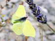 Male Brimstone (Gonepteryx rhamni) - Castel de Cantobre G&icirc;tes, Aveyron, France