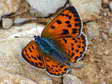 Purple-shot Copper (Lycaena alciphron (gordius?)) - Castel de Cantobre G&icirc;tes, Aveyron, France
