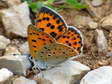 Purple-shot Copper (Lycaena alciphron (gordius?)) - Castel de Cantobre G&icirc;tes, Aveyron, France
