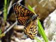 Female Spotted Fritillary (Melitaea didyma) - Castel de Cantobre G&icirc;tes, Aveyron, France