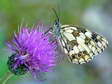 Marbled White (Melanargia galathea) - Castel de Cantobre G&icirc;tes, Aveyron, France