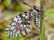 Spanish Festoon (Zerynthia rumina) - Castel de Cantobre G&icirc;tes, Aveyron, France