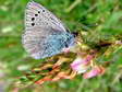 Green-underside Blue (Glaucopsyche alexis) - Castel de Cantobre G&icirc;tes, Aveyron, France