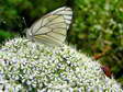 Black-veined White (Aporia crataegi) - Castel de Cantobre G&icirc;tes, Aveyron, France