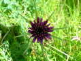Flower near Cantobre - Castel de Cantobre G&icirc;tes, Aveyron, France