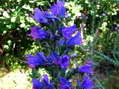 Flower near Cantobre - Castel de Cantobre G&icirc;tes, Aveyron, France