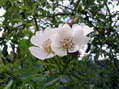 Flower near Cantobre - Castel de Cantobre G&icirc;tes, Aveyron, France