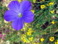 Flower near Cantobre - Castel de Cantobre G&icirc;tes, Aveyron, France