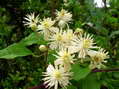 Flower near Cantobre - Castel de Cantobre G&icirc;tes, Aveyron, France