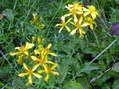 Flower near Cantobre - Castel de Cantobre G&icirc;tes, Aveyron, France