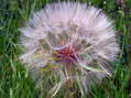 Flower near Cantobre - Castel de Cantobre G&icirc;tes, Aveyron, France
