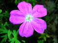 Flower near Cantobre - Castel de Cantobre G&icirc;tes, Aveyron, France