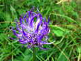 Flower near Cantobre - Castel de Cantobre G&icirc;tes, Aveyron, France