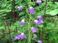 Flower near Cantobre - Castel de Cantobre G&icirc;tes, Aveyron, France
